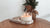 NEW | Spiced Orange Gold Lid Soy Candle | PRE ORDER